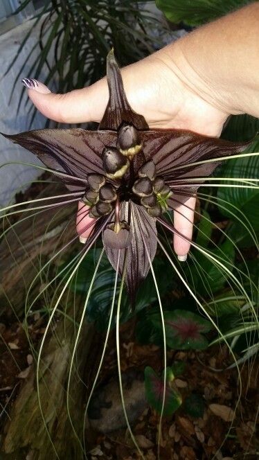 A hand holding a Black Bat Flower, showcasing its dark bat-shaped petals, long whiskers, and central seed pods.