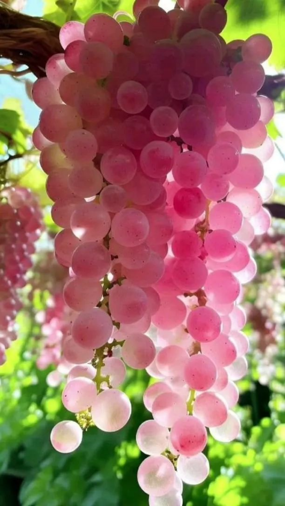 The Pink Koshu Grapes of Japan