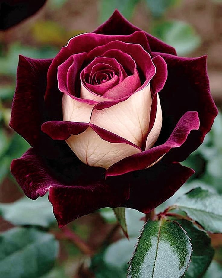 Two-toned rose with deep red outer petals and a creamy center in a garden