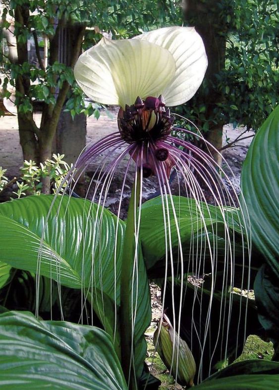 A white Black Bat Flower with long whiskers, dark seed pods, and a large white petal, growing in a lush garden.