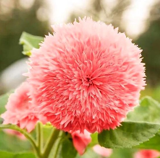 Pink Teddy Bear Sunflower Blooming in Garden