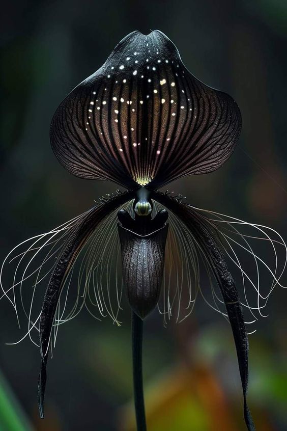 Black Bat Flower with white spots on dark petals, elongated whiskers, and a bat-like shape, exuding a mystical and otherworldly appearance