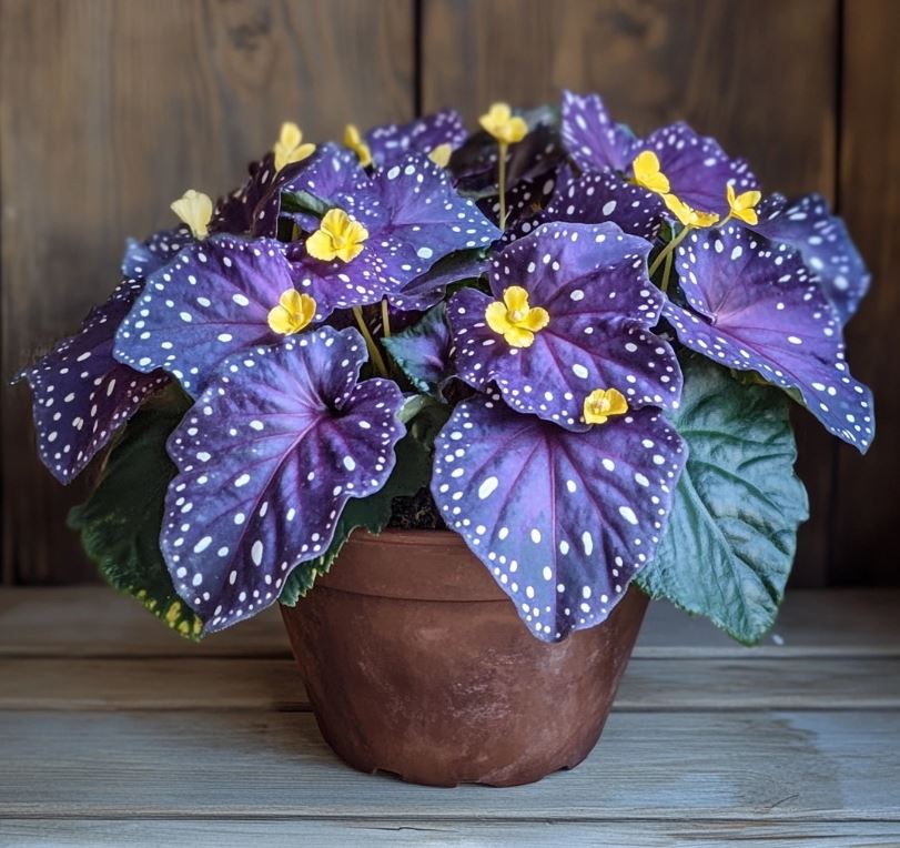 Angel Wing Begonia in a terracotta pot with vibrant purple leaves dotted with white and bright yellow flowers