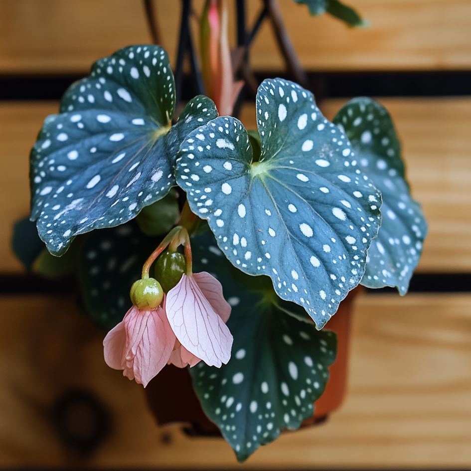 Angel Wing Begonia with dark green leaves, white spots, and pink hanging flowers in a pot