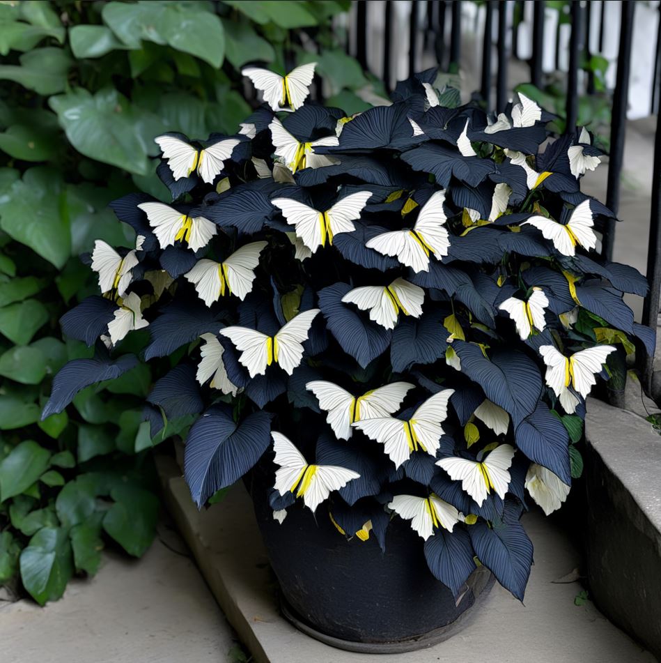 Begonia Butterfly Wings Plant with White and Yellow Butterfly-Shaped Leaves