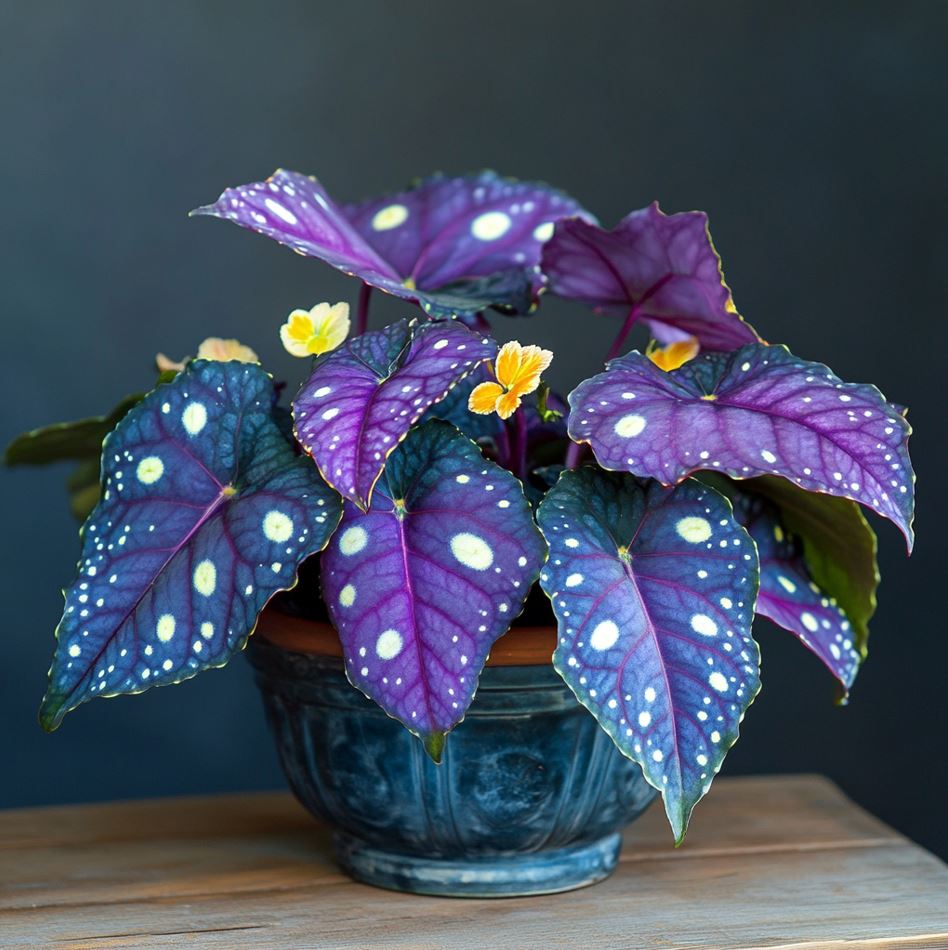 Begonia Moonlight Bay with vibrant blue and purple leaves in a pot