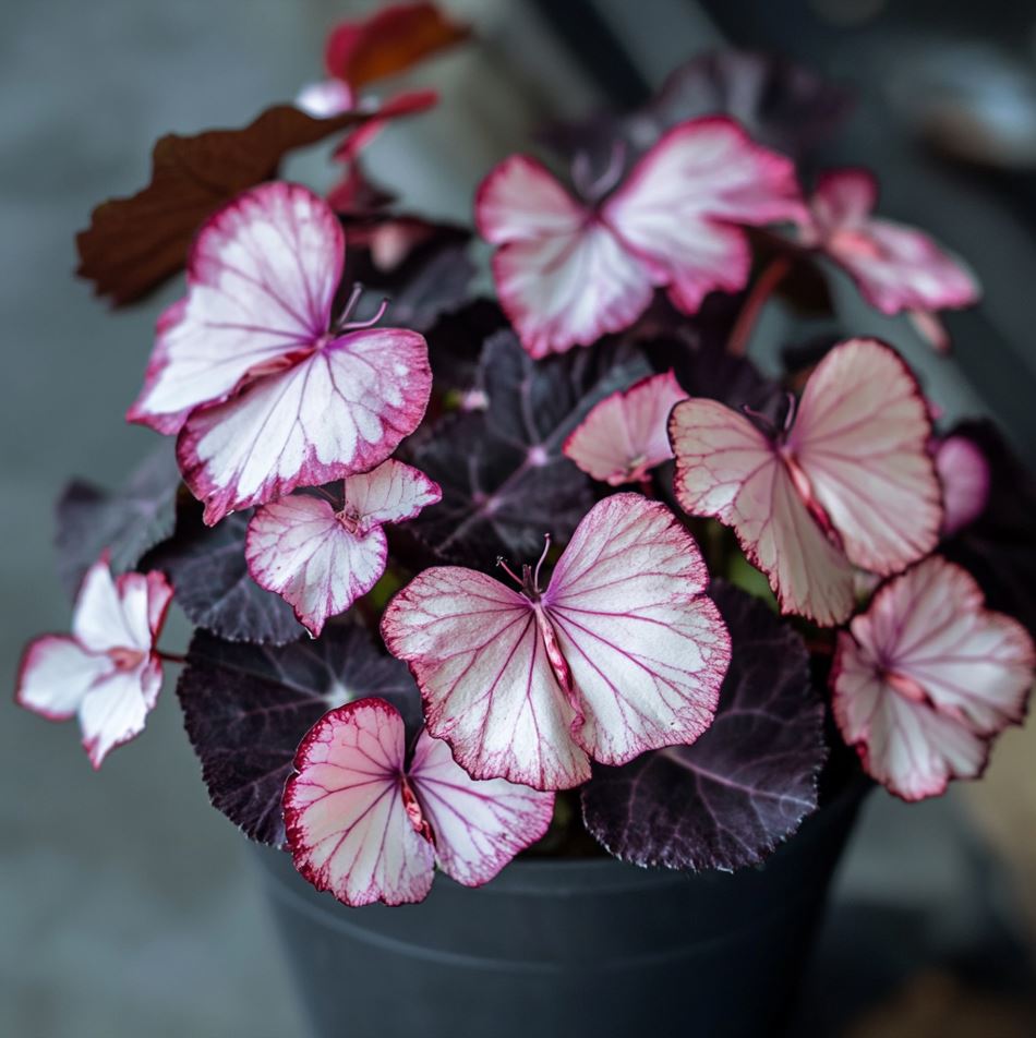 Begonia Moonlight Butterfly plant with pink and white butterfly-shaped leaves in a dark pot.