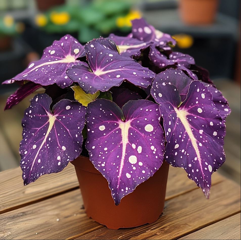 Begonia Rex in a Pot with Large Purple and Spotted Leaves