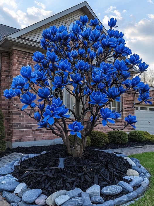 Blue Magnolia Tree 'Midnight Sapphire' with vibrant blue flowers in front of a brick house.