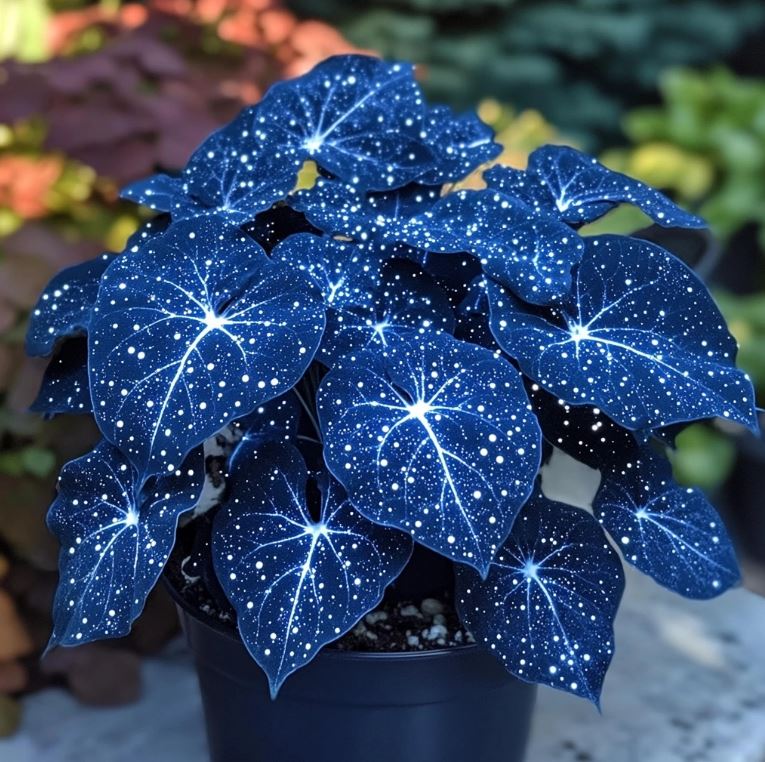 Blue Night Spark Begonia with Dark Blue Starry Leaves in a Pot