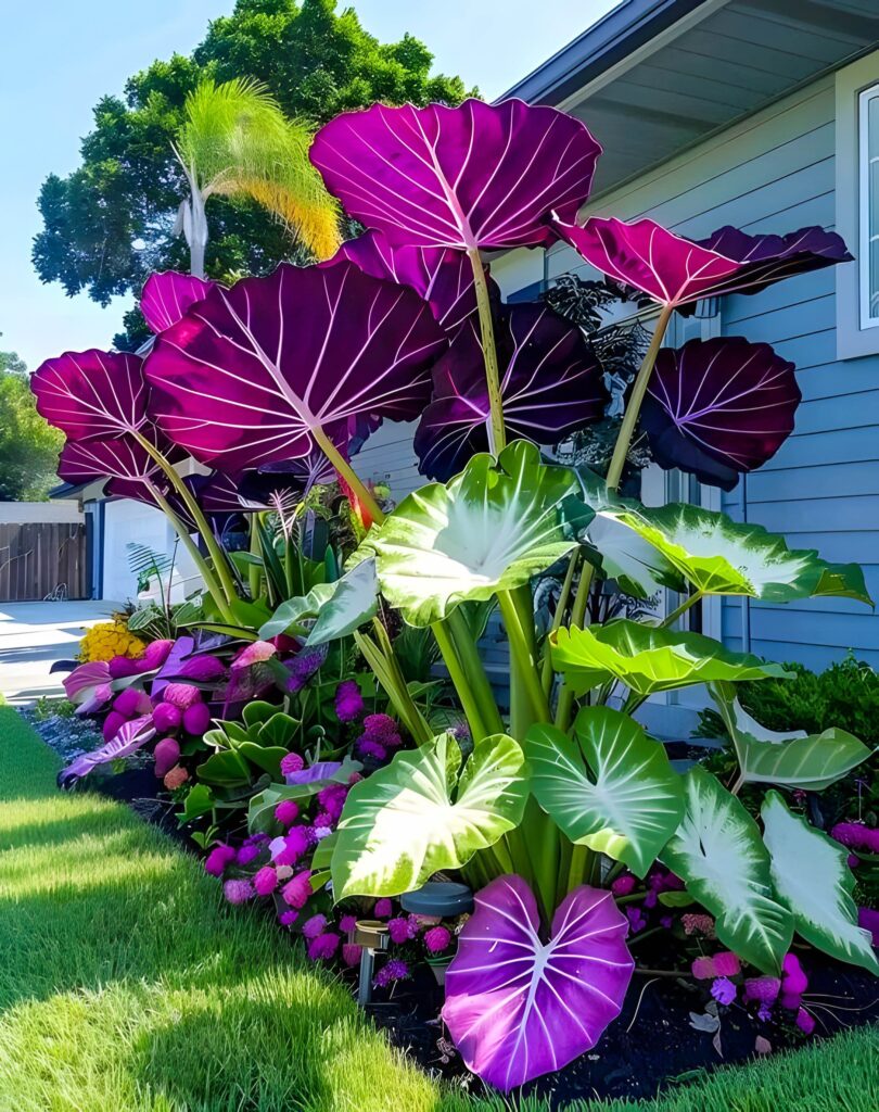 Colocasia Elephant Ear Plant with Large Purple and Green Leaves in a Vibrant Garden.