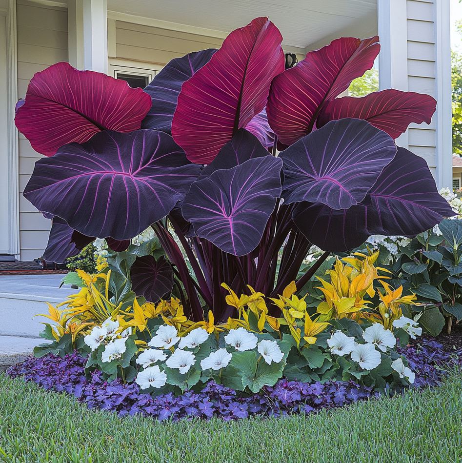 Colocasia gigantea with Dark Purple and Pink Leaves in Garden Bed