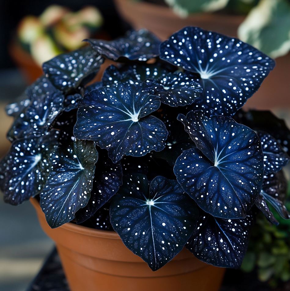 Dark Blue Polka Dot Begonia with White Speckles in a Terracotta Pot