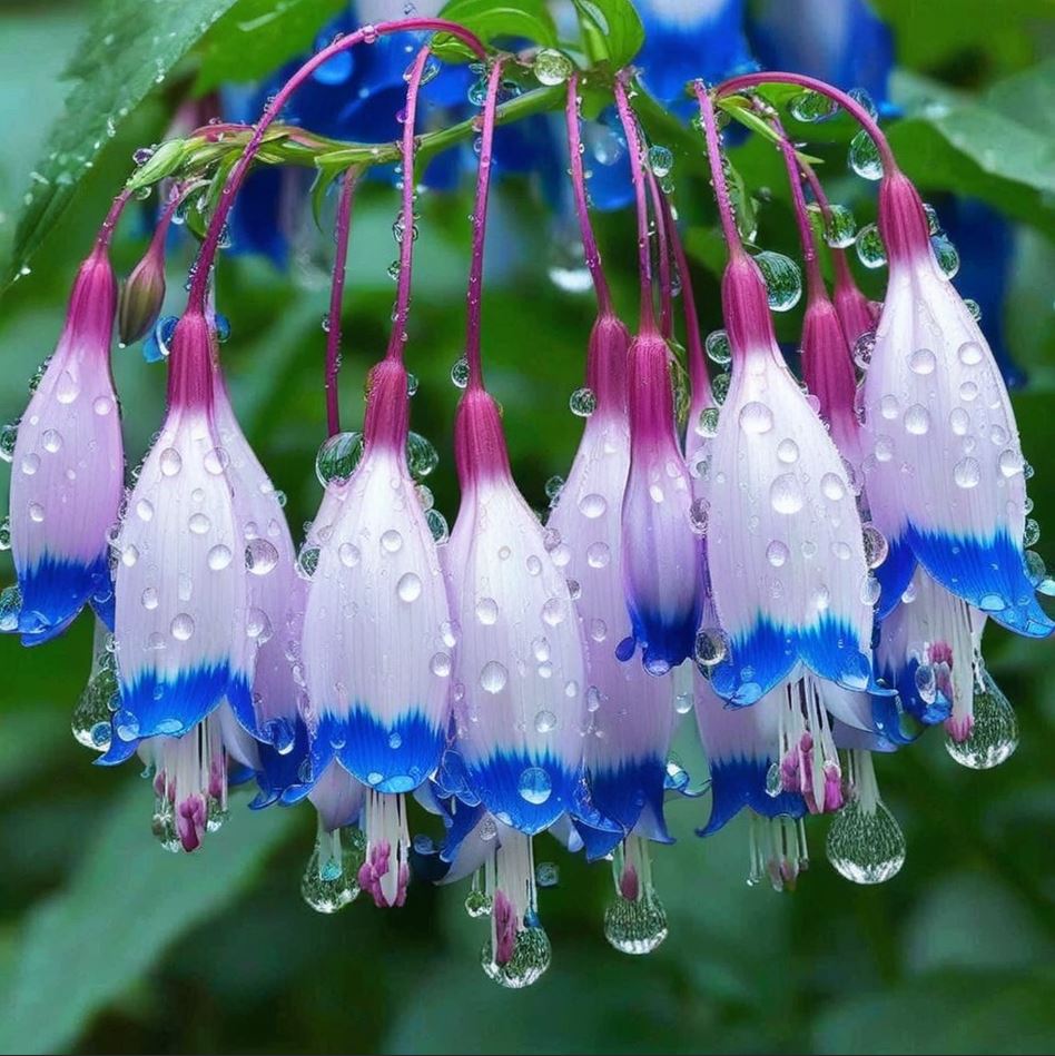 Purple and Blue Bell Flowers Covered with Dewdrops