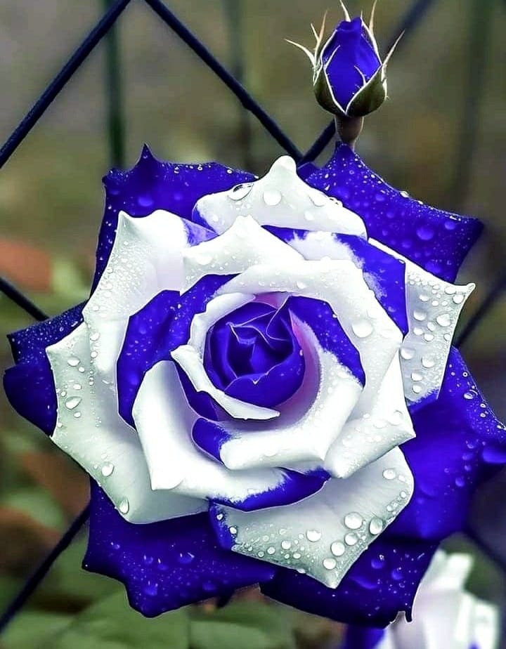 Blue and White Rose with Water Droplets