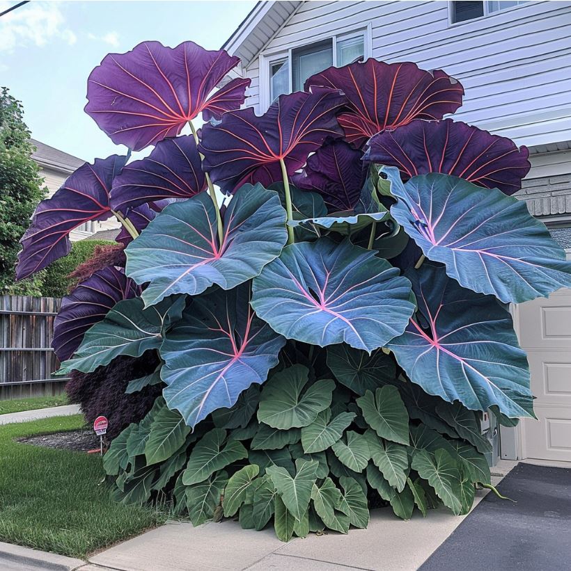 Giant purple and blue Elephant Ear Plant with pink veins in front yard