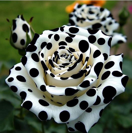 White rose with black polka dots blooming in a garden