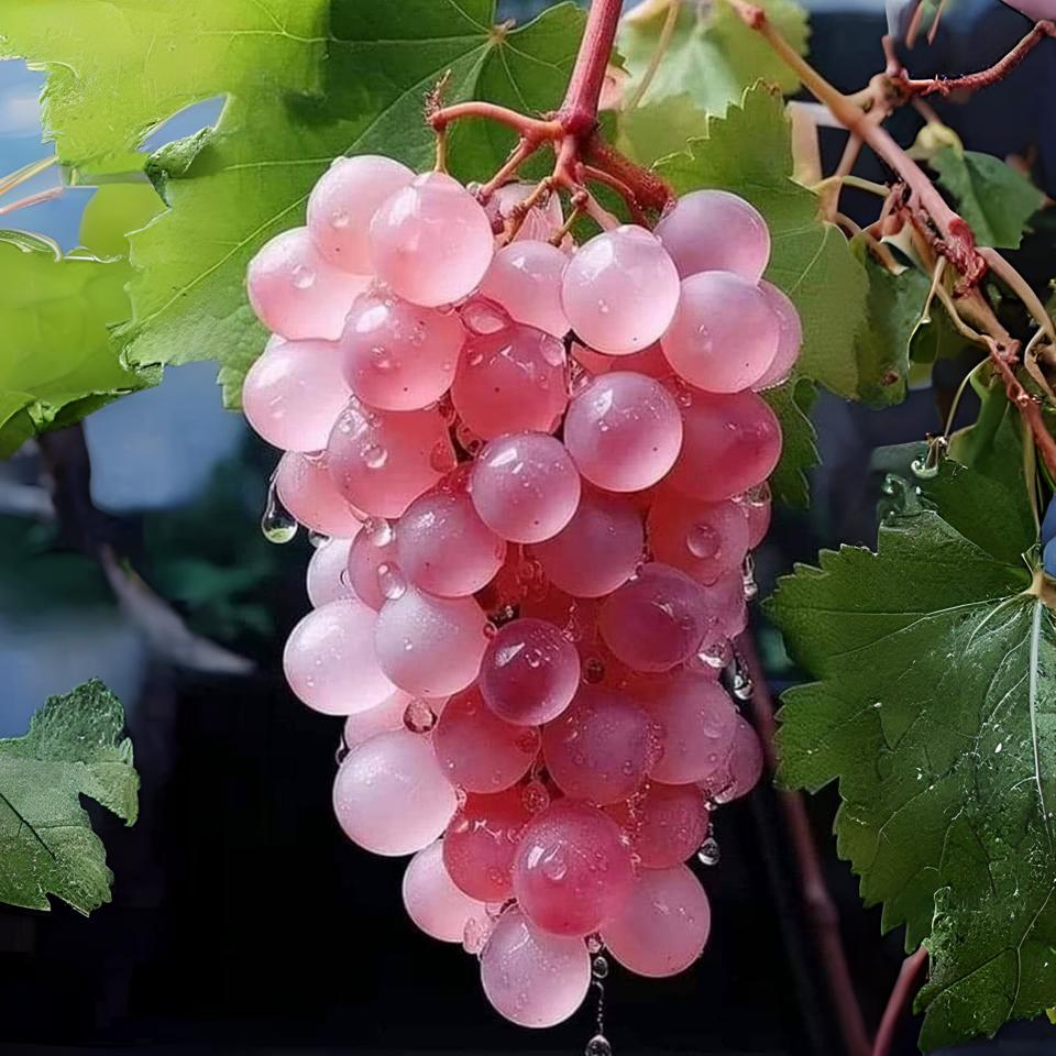 Cluster of fresh pink grapes hanging from a vine with water droplets