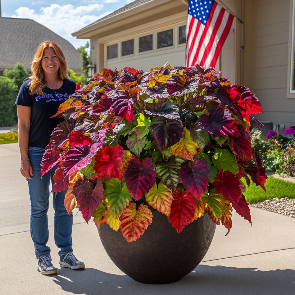 Woman standing next to a large Giant Coleus plant in a pot with multicolored red, purple, and green leaves.