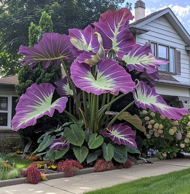 Large Giant Elephant Ear plant with striking purple and green leaves in a front yard garden.