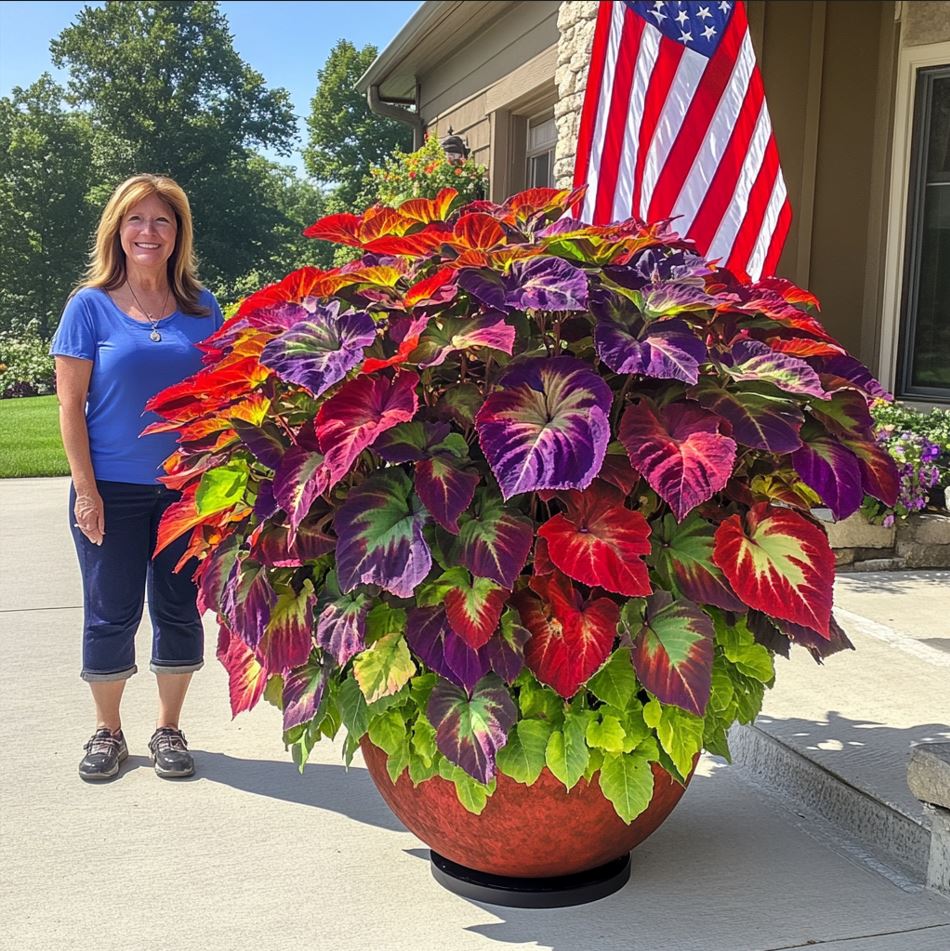 Giant Monster Coleus with Vibrant Red, Purple, and Green Leaves in a Large Pot