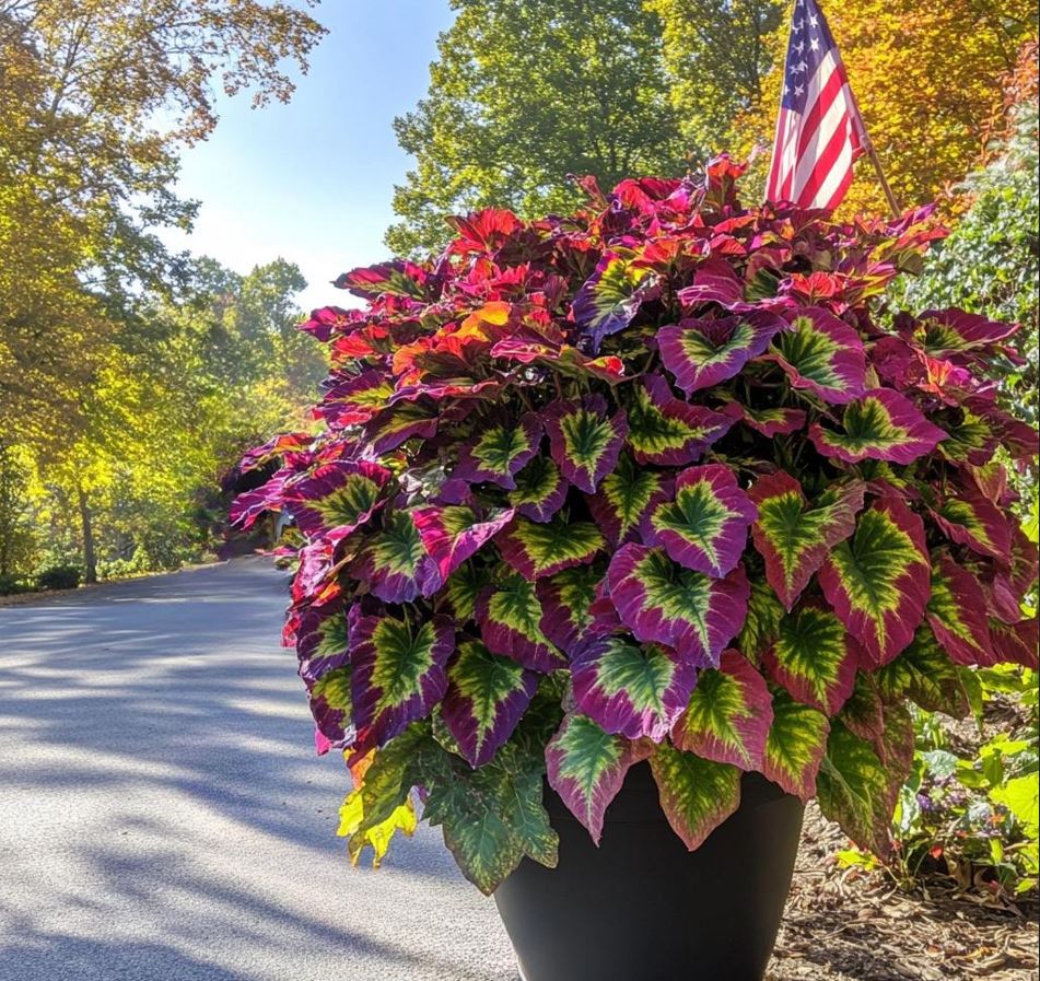 Giant Monster Coleus with Red, Purple, and Green Leaves in a Large Black Pot