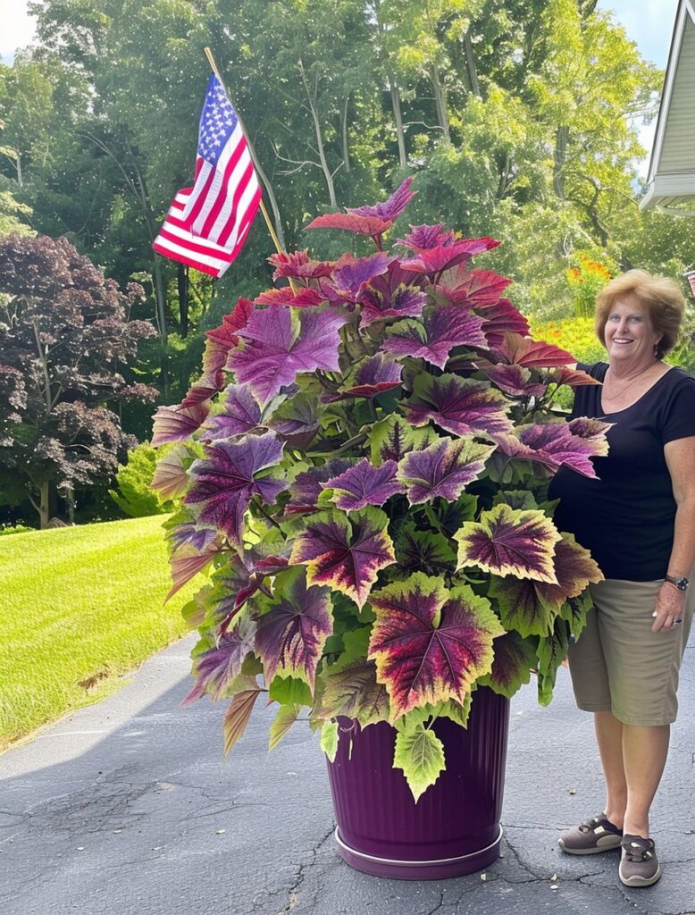 Giant Monster Coleus with Red, Purple, and Green Leaves in a Large Pot