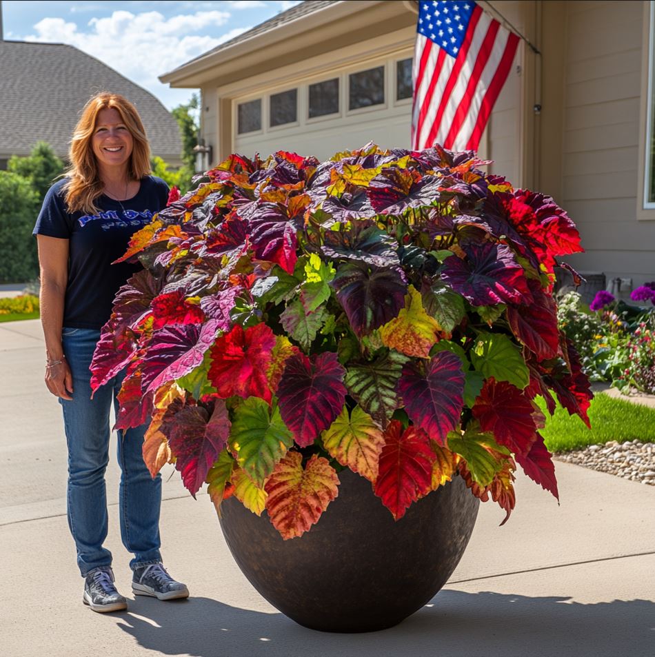 Giant Monster Coleus with Red, Purple, and Green Leaves in a Large Pot