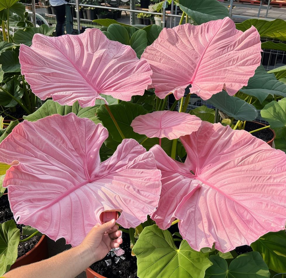 Giant tropical plant with large pink leaves being held by a hand.