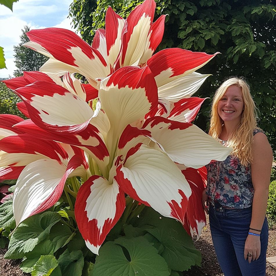 Giant Variegated Hostas with large red and white leaves and a person for scale