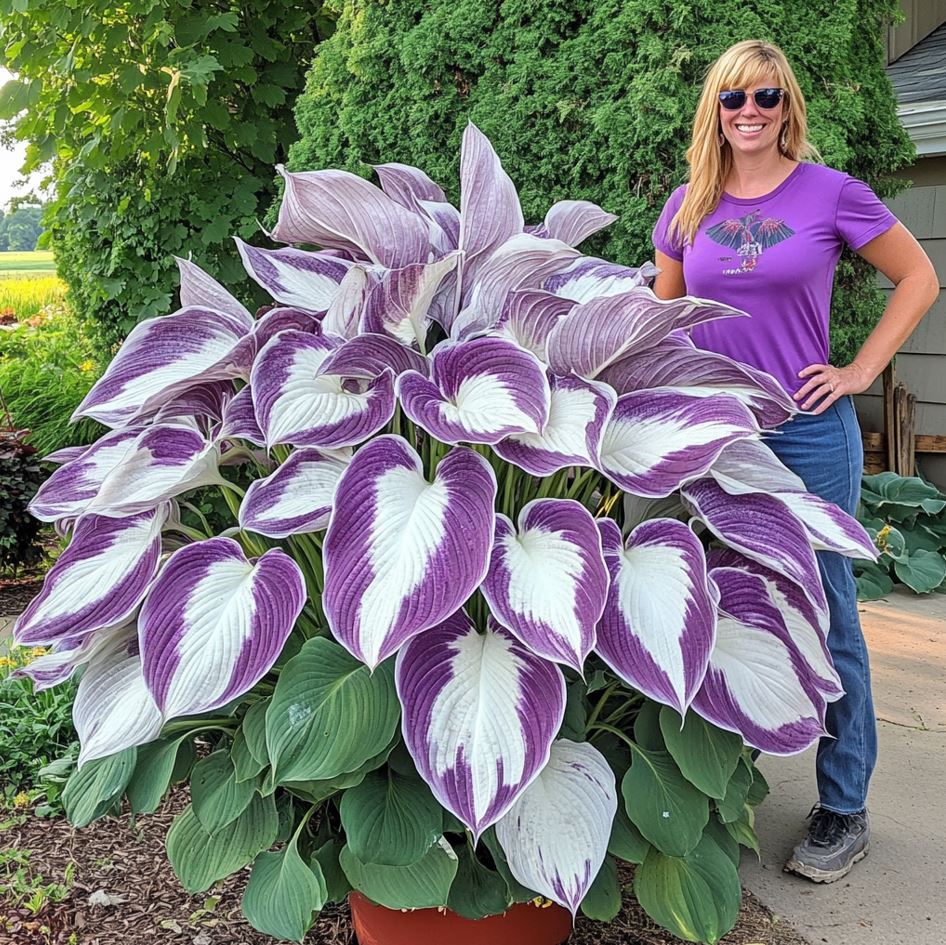 Giant Variegated Purple and White Hostas with large leaves and a person for scale