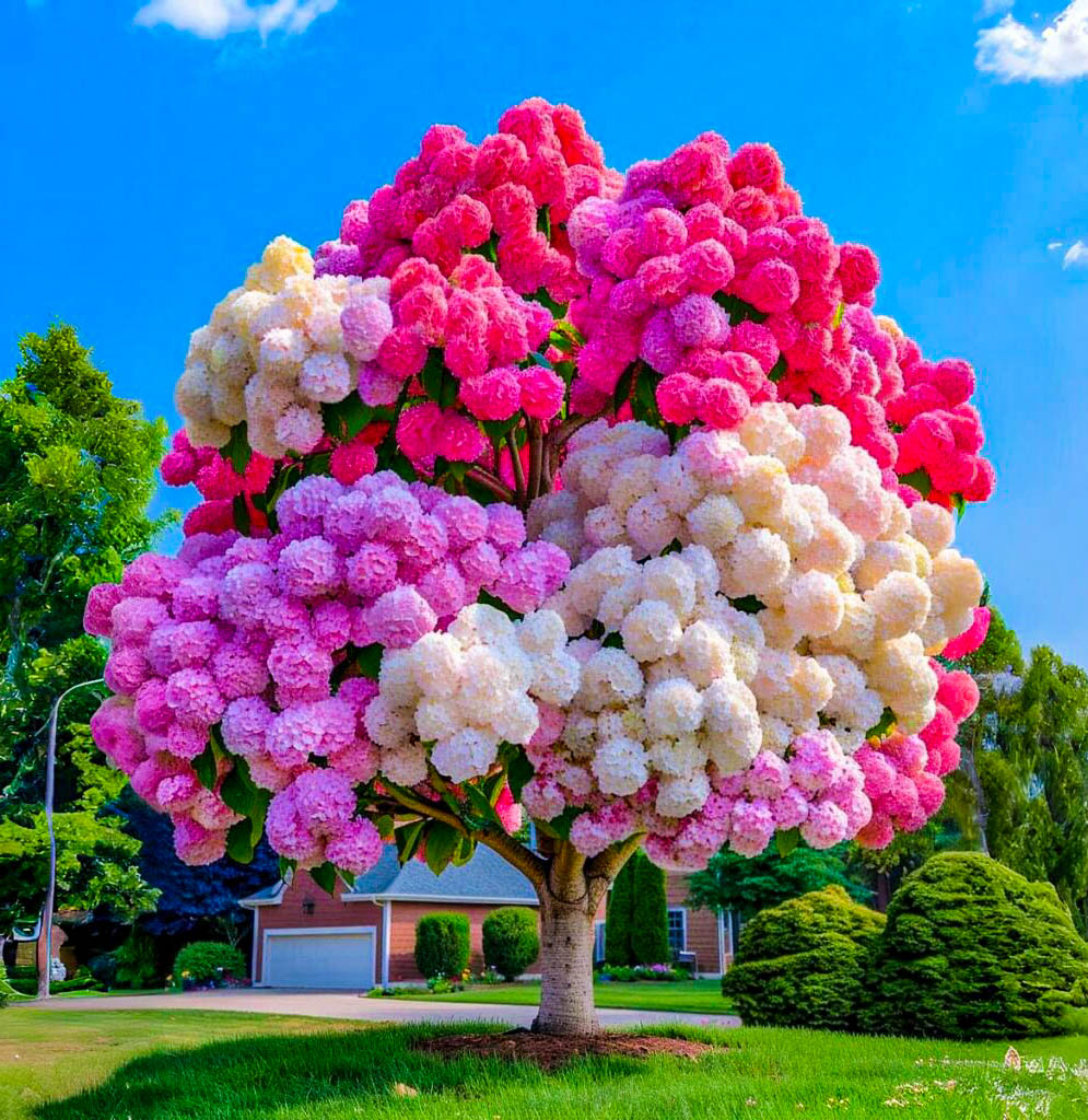 Hydrangea Tree 'Candy Bloom' with Pink, White, and Red Blossoms.