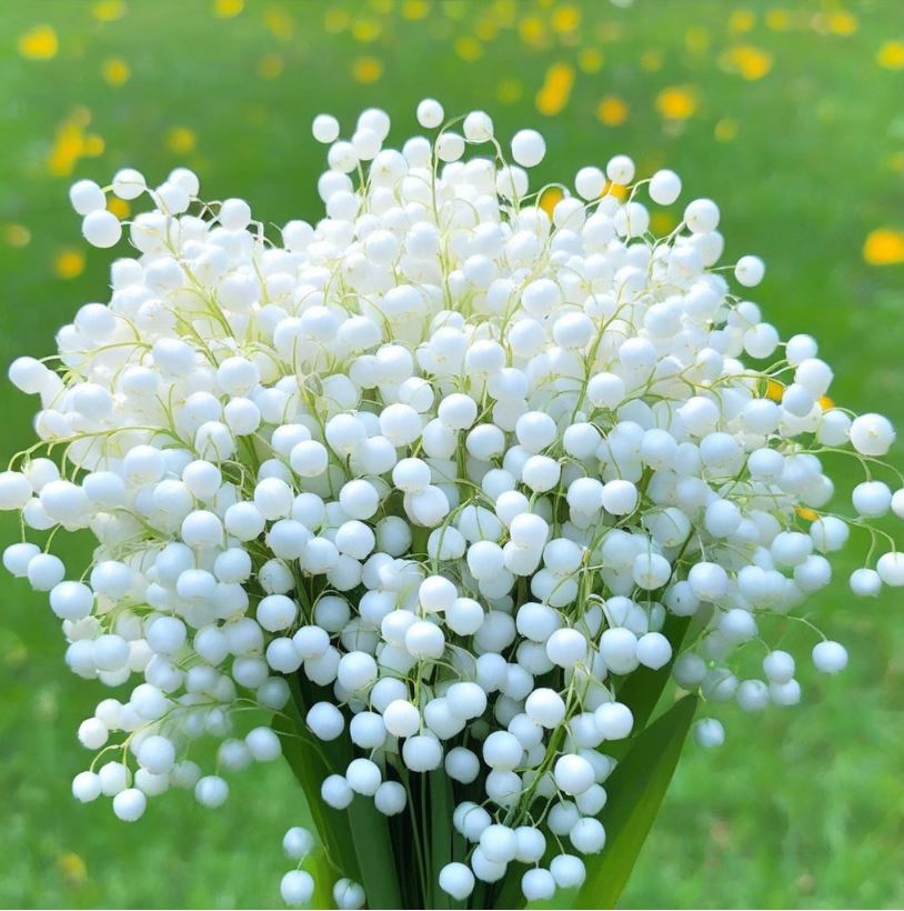 Lily of the Valley Plant with Delicate White Bell-Shaped Flowers