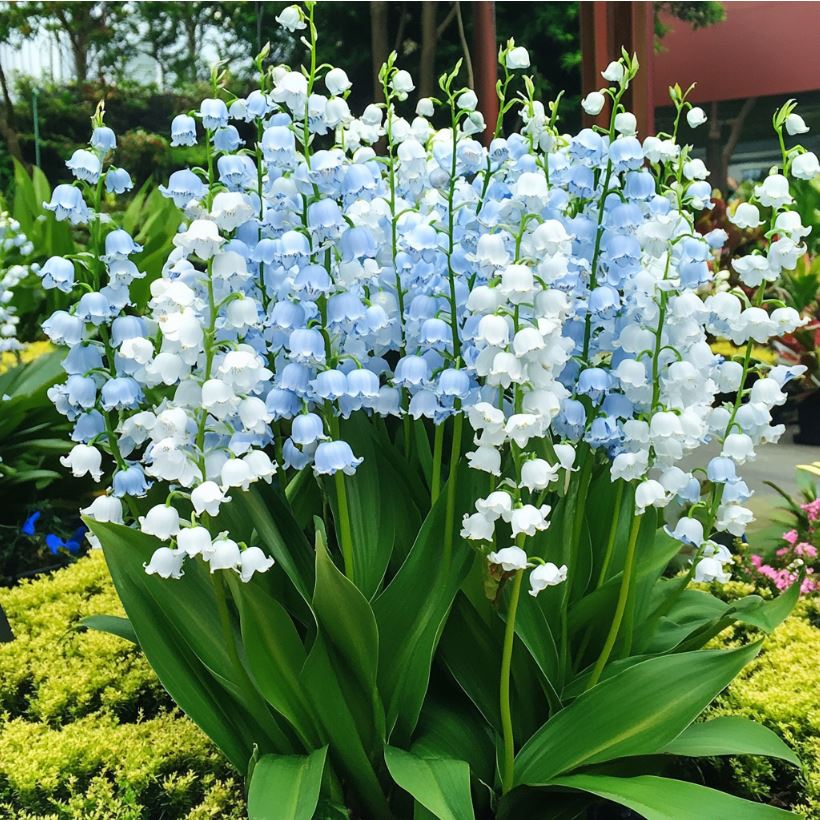 Blue and white bell-shaped Lily of the Valley flowers in a garden