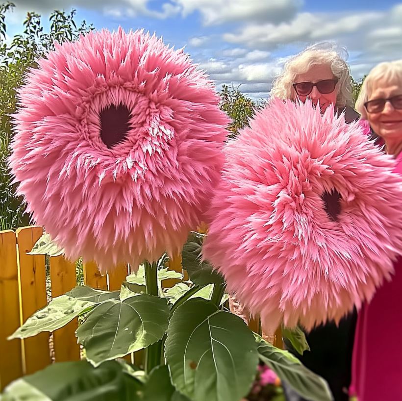 Pink Giant Teddy Bear Sunflowers with Elderly Women in a Garden