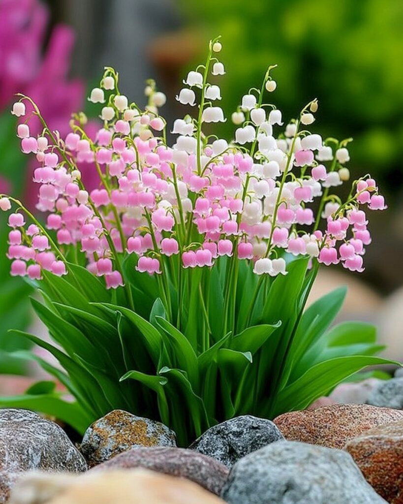  Pink and white bell-shaped flowers among garden stones