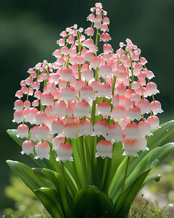 Pink and white bell-shaped flowers in a lush green garden