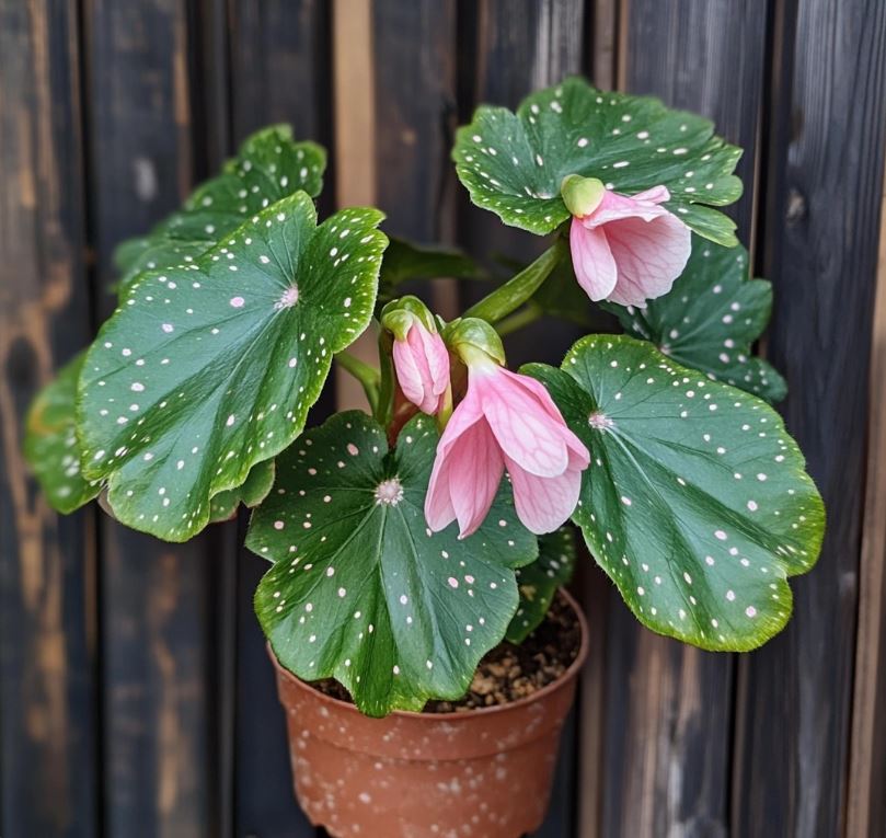 Polka Dot Begonia with Green Leaves and Pink Blooms in a Terracotta Pot