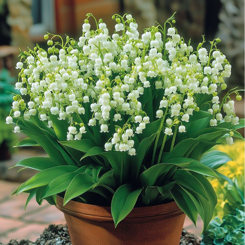 White Lily of the Valley flowers in a terracotta pot