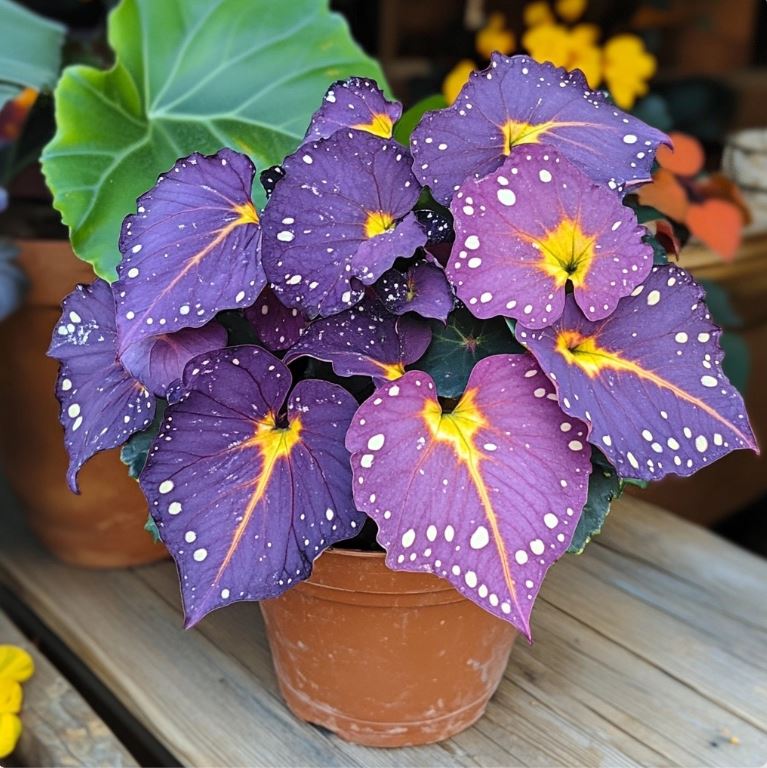 Purple Angel Wing Begonia in a terracotta pot with vibrant purple leaves featuring bright yellow veins and white spots