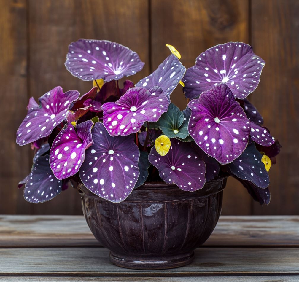 Purple Angel Wing Begonia with Spotted Leaves in a Decorative Pot