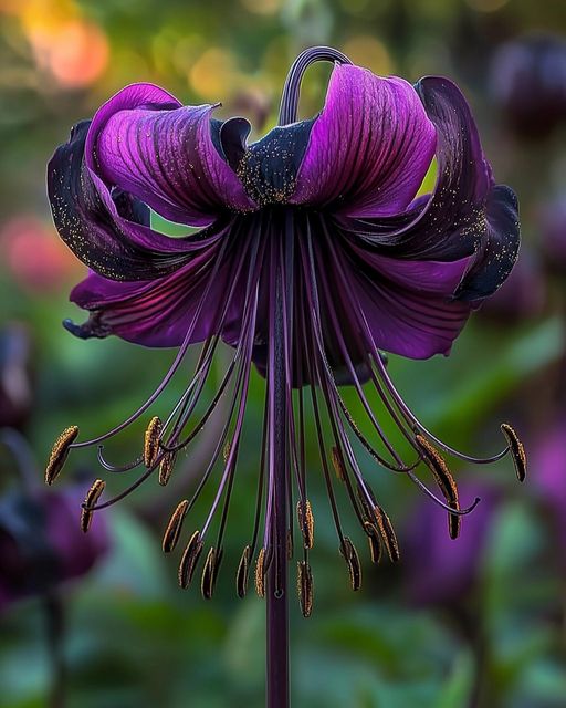 Purple & Black Bat Flower