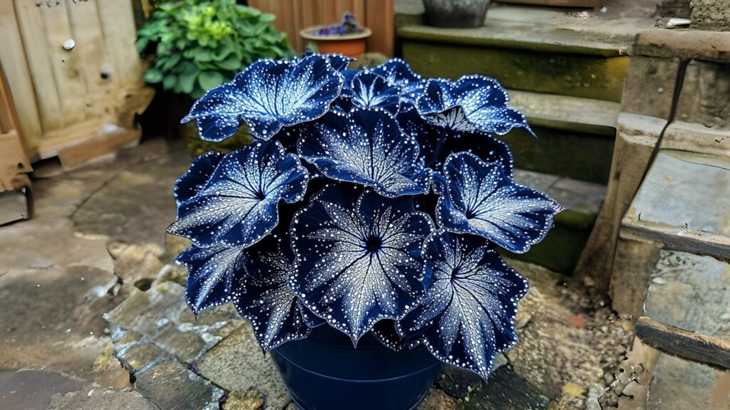 Begonia Moonlight Butterfly