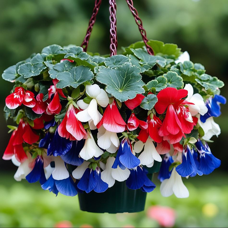 Weeping Begonia with red, white, and blue flowers in a hanging pot