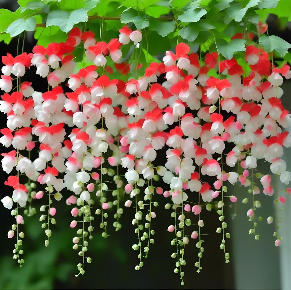 Cascading Weeping Begonia with red and white flowers