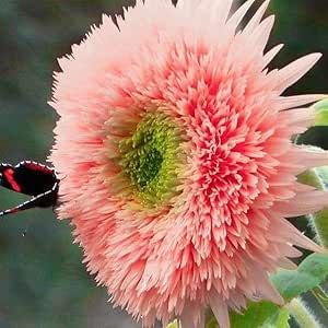 Pink Teddy Bear Sunflower Blooming in Garden