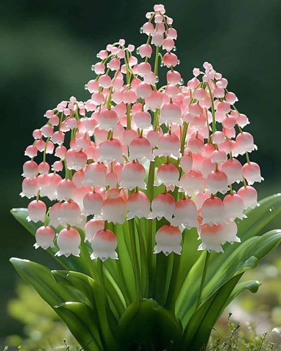 Pink and white Lily of the Valley flowers in bloom, arranged in a lush cluster with vibrant green leaves