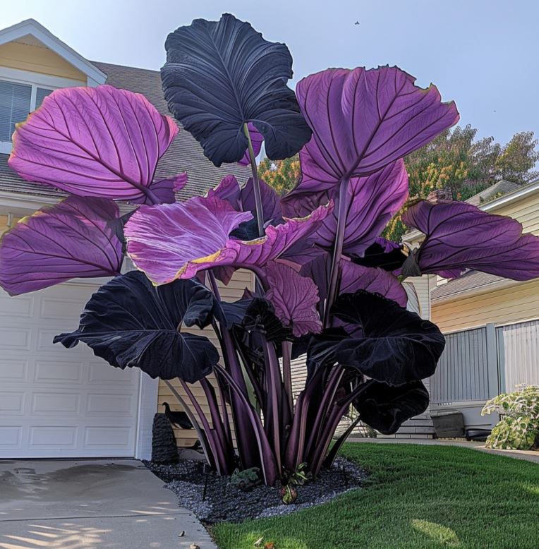 Colocasia gigantea 'Purple' Elephant Ear with dark purple leaves in a front yard.