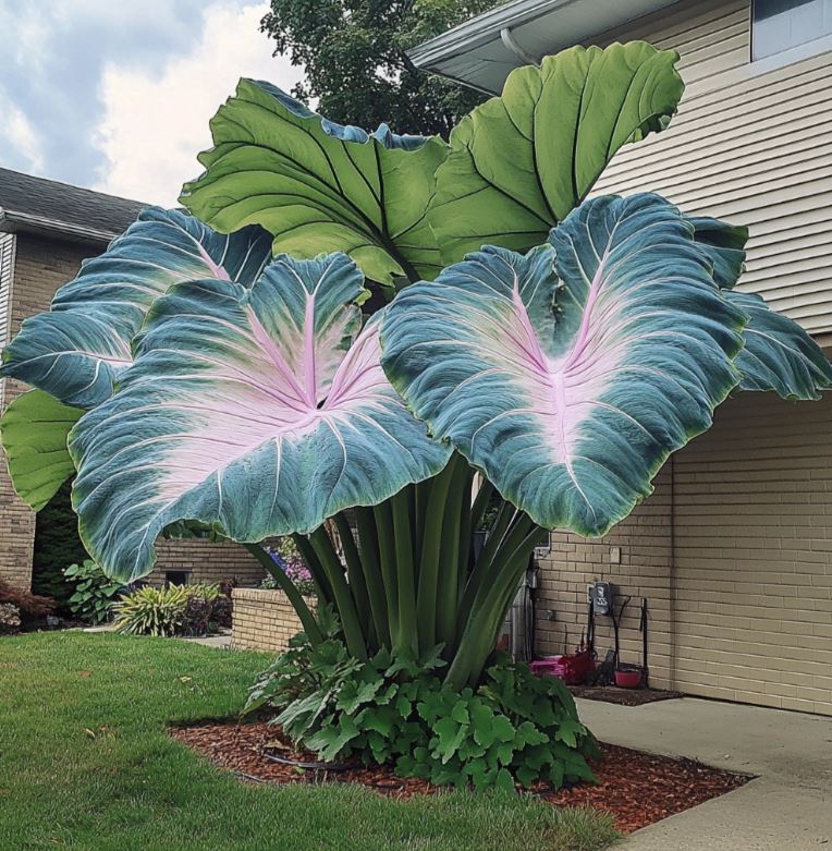 Giant Colocasia plant with blue-green leaves and pink veins in front of a house