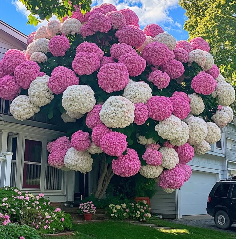 Gigantic Hydrangea Tree with Pink and White Blooms